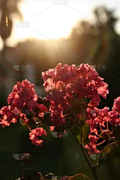 蜘蛛结网的花