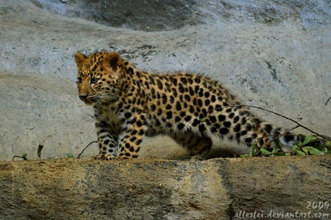 Curious amur leopard...