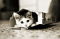 cat - 
