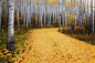 铺满金黄色山杨树叶的小路，科罗拉多州斯诺玛斯（Ron Azevedo摄）。 #风光#