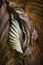 Great shape inspiration for foldforms (Ralph Gabriner | "Hosta Leaves 10" Color Photograph)