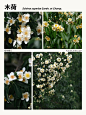 本期更新： #凤凰木#紫花风铃木#木荷#细叶榄仁 #景观树