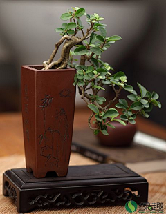 ME花草园艺采集到盆景/大/中/小/微