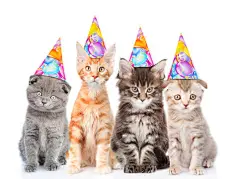 点击来源直接获取大图文件 |一大群戴着生日帽的小猫。白色背景下孤立