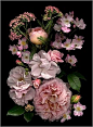～植物们～图片-Digu.com 收集优美图片，建立小清新图片墙！
