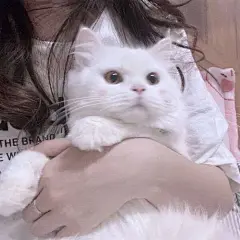 #萌宠情侣头像#
- 怀中抱喵子. (采集ID:º西柚西柚º)
来源:@壁纸无水印ok-微博