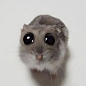 Грустный хомяк *грустная музыка*  #crochet #sadhamster #sad #hamster #crochetsadhamster #грустныйхомяк #мем #вязаныигрушки