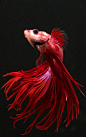 Siamese fighting fish