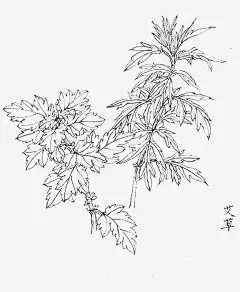 手绘黑白植物艾叶_新图网ixintu.com