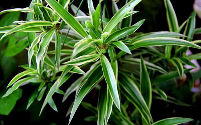 12吊兰1别名挂兰窄叶吊兰纸鹤兰株高1020cm叶色绿色宿根花卉