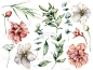 水彩花集白色和粉红色的花和桉树叶。手绘玫瑰，花蕾，浆果孤立在白色的背景。植物插图设计，印刷，织物，背