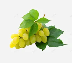 酒庄红酒葡萄酒庄园葡萄红葡萄白葡萄酿酒分层格式ps 元素 免抠png 设计图片 免费下载 页面网页 平面电商 创意素材