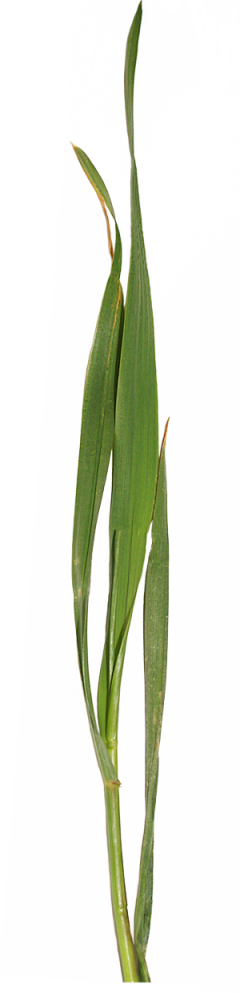痴々回采集到花木