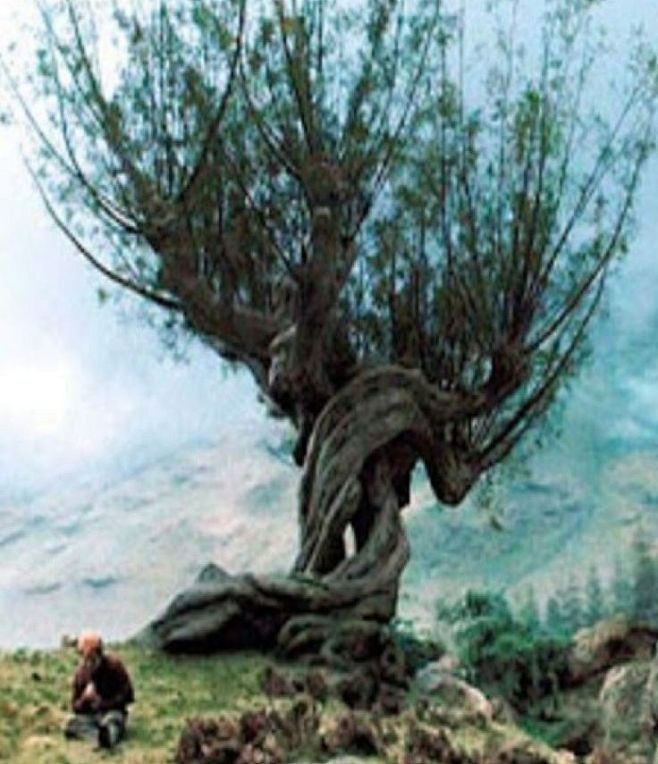 The Whomping Willow ...