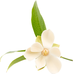 迷你小饭煲采集到花