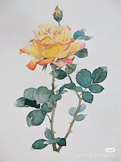 花草 - 高清图片，堆糖，美图壁纸兴趣社区