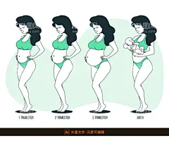 孕期变化过程插画  - 源文件下载【酷图网】孕妇,产妇,怀孕,妊娠,孕期,孕期变化,产科插画,怀孕肚子