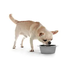 点击来源直接获取大图文件 |白色背景上可爱的玩具梗犬从碗里喝水。家犬