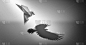 远见和雄心壮志是领导能力的商业象征，成功是增长的隐喻，是折纸鸟在3D插图风格中投射出强大的真正翅膀的