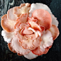 pink oyster mushrooms