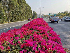 刘小二的2采集到道路植物