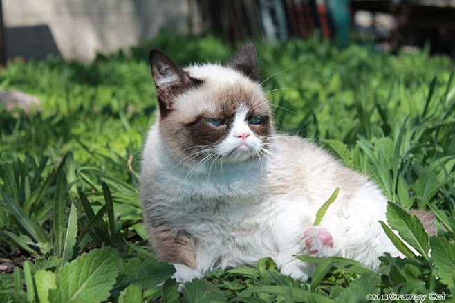 Grumpy Cat #这货现在红了