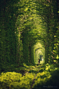 Tunnel of Love,Klevan, Ukraine (by Andrii Voloshyn)。乌克兰里夫涅克利宛爱情隧道。在乌克兰Rivne(译里夫涅)西北25公里处有条村庄名为Klevan(译克利宛)，有一条穿越森林的火车轨道。由于周围被繁茂的树枝绿叶所笼罩，这就形成了一段绿色的隧道，加之经常有情侣在此游玩久而久之就变成了一条“爱的隧道（Tunnel of Love）”。