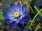 Photograph Blue Lotus by George Kirk on 500px