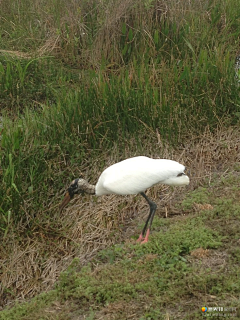 Nc1001采集到与鳄鱼同行