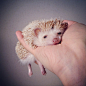 The Cutest Little Hedgehog in the World – Fubiz™