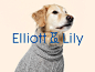Elliott & Lily | lg2 : Establishing the identity of a business that specializes in pet adoption and sells products for cats and dogs. Proud partner of SPA de Québec, this next-gen pet store offers a vision of adoption that is both tender and playful. 