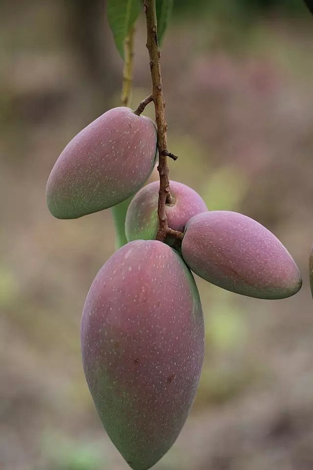 芒果季——漂亮的红贵妃 - 行行摄摄「P...