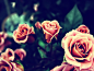 flowers nature roses wallpaper (#402512) / Wallbase.cc