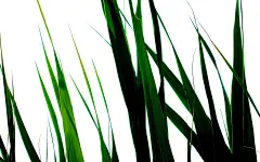 清新绿叶护眼桌面壁纸