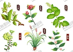中药手绘 【酷图网】中药,药材,手绘,彩绘,免扣素材,丁香,草珊瑚,薄荷,菖蒲,钩藤