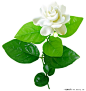 白色茉莉花psd分层素材