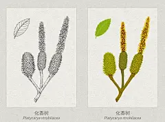 OY手绘：登云湖自然生态手绘图谱-古田路9号-品牌创意/版权保护平台