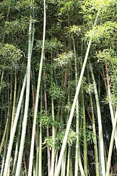 夏天的绿竹，意大利