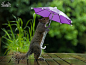 有一个下雨天，摄影师Max Ellis看到一只淋着雨的小松鼠，便给它一把mini伞，没想到它很熟练地接了过去，撑着躲雨。虽然整个过程，只持续了6分钟，松鼠最终放弃了雨伞，但摄影师把一切都记录下来了~~~