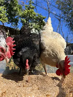 三只母鸡吃虫子