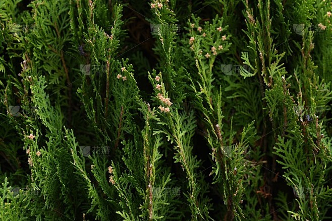 侧柏属植物(侧柏属)雄花