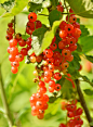 currant-3526281_1280