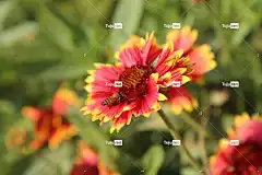 蜜蜂 昆虫 授粉 花朵 飞虫 翅膀 自然 美丽的花朵 花壁纸