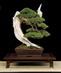 雅致盆景 By 日本盆景大师木村政彦 #摄影美图赏#