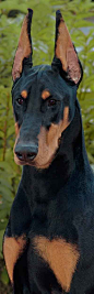 Doberman Pincher - by Foxfire Dobermans