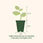 Kitchen Minis™ Red Velvet Tomato Seedlings | Vego Garden Seedlings