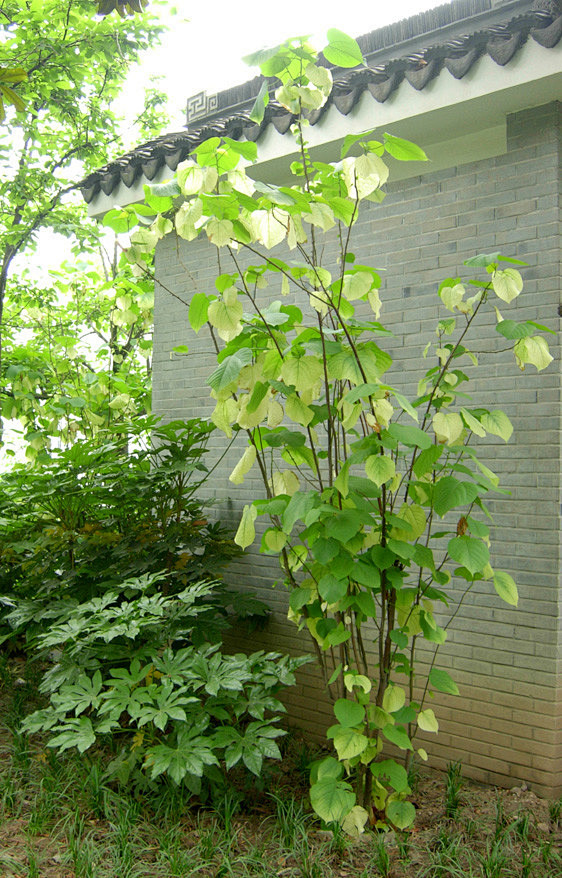 山麻杆 (1)