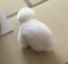 觉醒”采集到萌宠