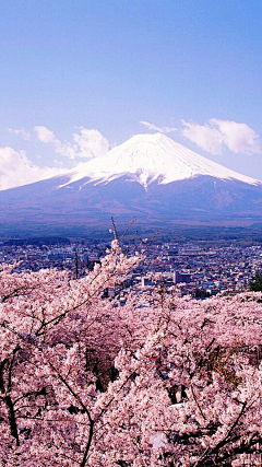 咪丸采集到樱花季，桜花祭