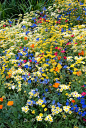 Mixed beautiful wildflowers in gold, yellow, orange, blue Phacelia, red variety of colorful blooms, Linum, California 